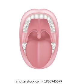 Tongue sticking out of mouth wide open. Human oral cavity anatomy. Vector illustration.