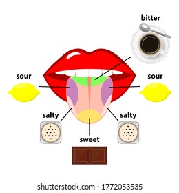 Zungengeschmacksbereiche. Vier Teile der Projektion - süß, salzig, sauer und bitter - vertreten durch Schokolade, Salz, Zitrone und schwarzen Kaffee. Einfache, flache Vektorgrafik einzeln auf weißem Hintergrund.
