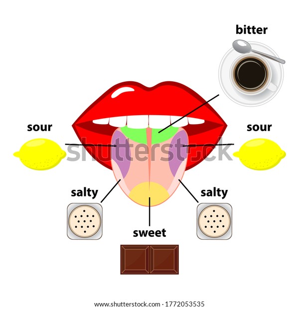 Tongue Taste Areas Four Sections Projection Stock Vector (Royalty Free ...