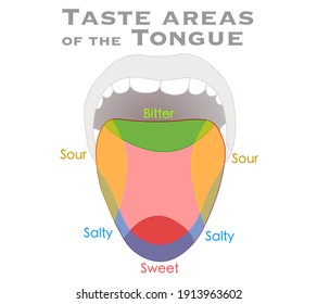 Tongue, taste areas. Taste map diagram. Schematic colorful zones anatomy, lemon, pepper. Bitter, sweet, sour, salty. Colored, red, yellow, green, blue points. Biology illustration vector