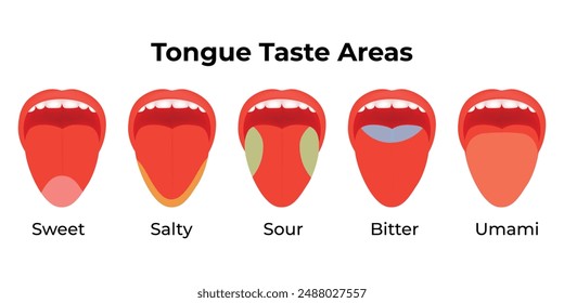 Tongue Taste Areas Science Design Vector Illustration Diagram