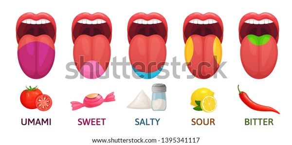 舌の味覚領域 甘く 苦く 塩辛い味 うまみ味と酸味受容体図漫画のベクターイラスト のベクター画像素材 ロイヤリティフリー