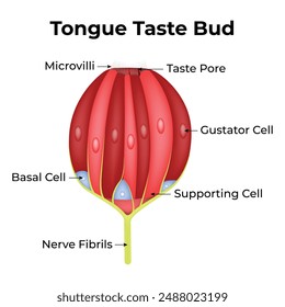Tongue Taste Bud Science Design Vector Illustration Diagram