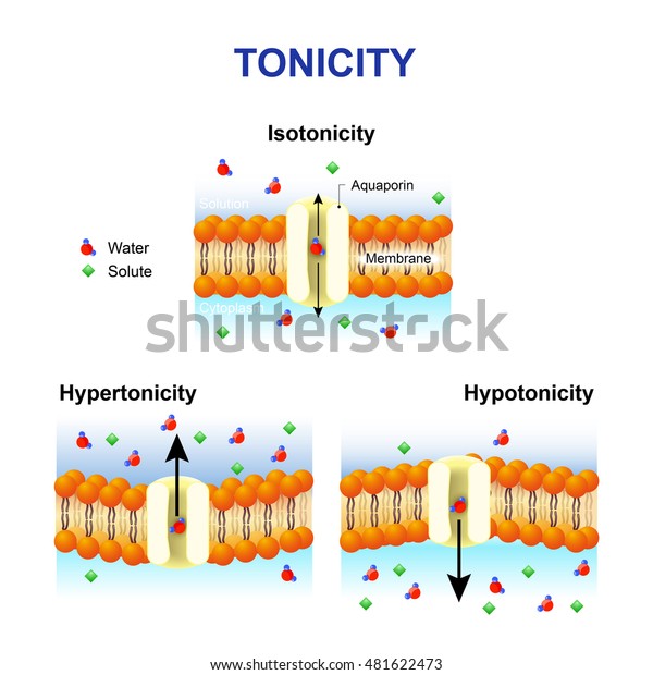 Tonicity and osmosis. Cell membrane and\
aquaporin. Effect of different solutions on cell. Isotonic,\
Hypotonic and\
Hypertonic