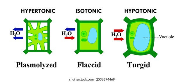 Pflanzenzelle mit Tonizität und Osmose.Hypotonische, isotonische und hypertonische Lösungen.Osmotischer Druck.Flacid, turgid und plasmolysiert.Diagramm.Vektorgrafik.