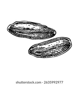 Tonka bean sketch. Hand drawn vector illustration. Natural ingredients, aromatherapy, perfumery, and organic cosmetics logo design. NOT AI generated