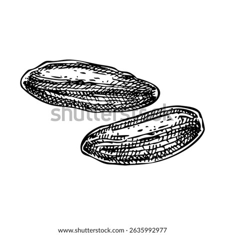 Tonka bean sketch. Hand drawn vector illustration. Natural ingredients, aromatherapy, perfumery, and organic cosmetics logo design. NOT AI generated