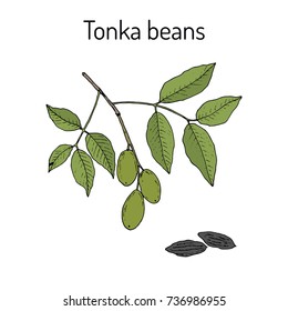 Tonka beans (Dipteryx odorata), aromatic and medicinal plant. Hand drawn botanical vector illustration