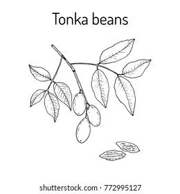 Tonka beans (Dipteryx odorata), aromatic and medicinal plant. Hand drawn botanical vector illustration