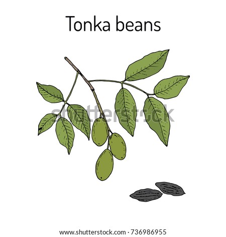Tonka beans (Dipteryx odorata), aromatic and medicinal plant. Hand drawn botanical vector illustration