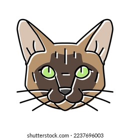 tonkinese cat cute pet color icon vector. tonkinese cat cute pet sign. isolated symbol illustration