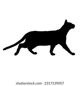 Tonkinese cat silhouette cat breeds vector