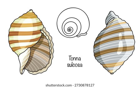 Tonna sulcosa Uma concha grande e maciça com uma forma arredondada e ranhuras longitudinais profundas em sua superfície. Uma bela concha listrada desenhada em três ângulos diferentes. 