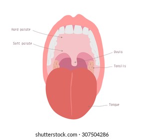 Tonsils Open Mouth View Stock Vector (Royalty Free) 307504286