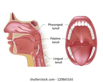 Tonsils Anatomy Images, Stock Photos & Vectors | Shutterstock