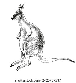 Toolache wallaby extinct animal sketch