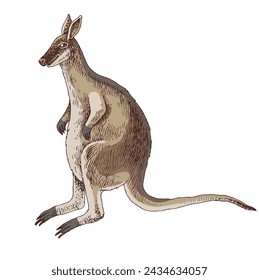 Dibujo de animal extinto wallaby Toolache