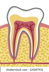 tooth anatomy