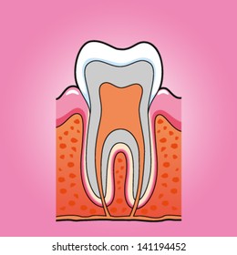 Tooth anatomy
