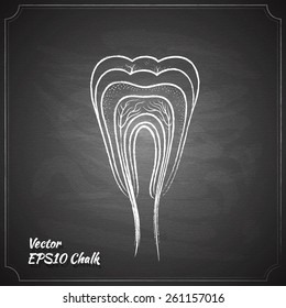 tooth anatomy chalk painted on the chalkboard medicine vector illustration
