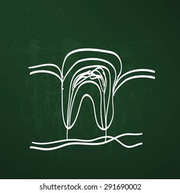tooth anatomy chalk painted on the chalkboard vector illustration