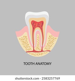 Tooth Anatomy Character Vector Illustration