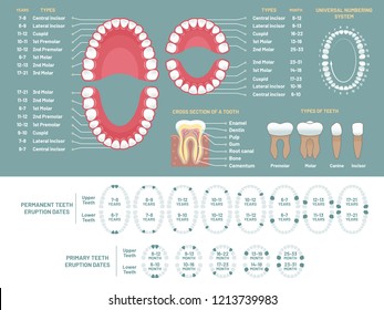 Tooth Anatomy Chart. Orthodontist Human Teeth Loss Diagram, Dental Scheme And Orthodontics Medical Oral Health, Tooth Anatomy Or Prosthetics, Periodontal Disease Gums Vector Infographic Chart