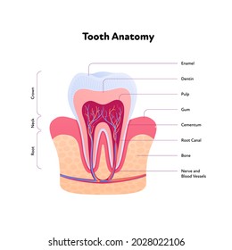 Tooth anatomy chart. Vector biomedical illustration. Cross section with text isolated on white background. Inner teeth structure. Design for healthcare, dentistry