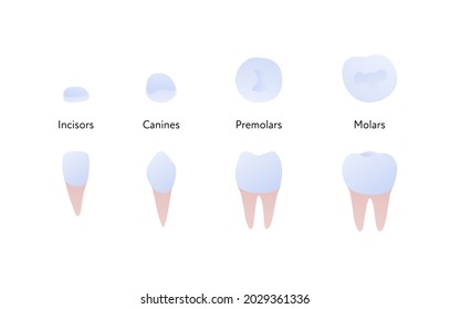 Tooth anatomy chart. Vector biomedical illustration. Incisor, canine, molar, premolar color icon set isolated on white background. Side and top view. Design for healthcare, dentistry