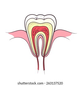 tooth anatomy color outline vector illustration