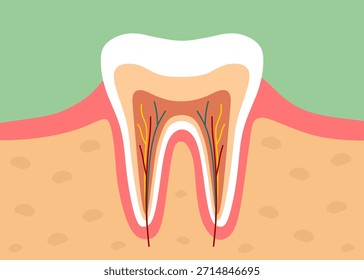 Tooth Anatomy Cross Section with Nerves and Blood Vessels 