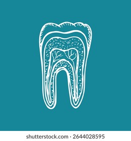 Tooth anatomy, dental anatomy - hand drawn sketch illustration. Structure of tooth cross section, stomatology, orthodontics. Vector outline drawing