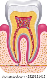 Anatomia dentária. Estrutura dentária. Ilustração médica educacional