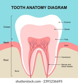 Diagrama de anatomía dental en vector de diseño plano.