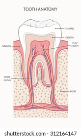 Vector de ilustración plana TOOTH ANATOMY