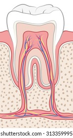 TOOTH ANATOMY flat illustration vector