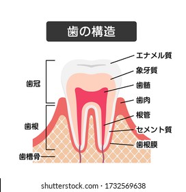 Tooth anatomy flat vector illustration. Translation: Crown, Root, Enamel, Dentin, Pulp, Gum, Root Canal, Cementum, Periodontal Ligament, Jaw bone.