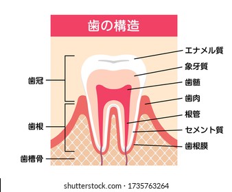 Tooth anatomy flat vector illustration. Translation: Crown, Root, Enamel, Dentin, Pulp, Gum, Root Canal, Cementum, Periodontal Ligament, Jaw bone.