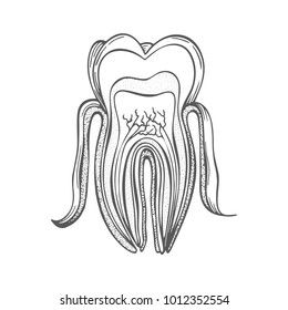 Tooth anatomy. Hand drawn vector dental illustration.
Tooth structure. Medical diagram of the structure of the inside cross-section of the tooth.
