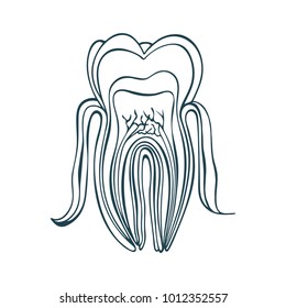 Tooth anatomy. Hand drawn vector dental illustration.
Tooth structure. Medical diagram of the structure of the inside cross-section of the tooth.