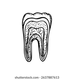 Tooth anatomy - hand-drawn sketch illustration. Structure of tooth cross section, dental anatomy, stomatology, orthodontics. Vector outline drawing