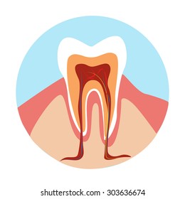 tooth anatomy illustration. pulp, nerve root of the tooth, the gums. healthy tooth on the white background
