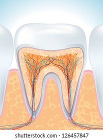  Tooth anatomy  illustration. vector design.