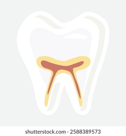 Tooth Anatomy Illustration. Vector illustration of a tooth showing internal structure, including enamel, dentin, and pulp