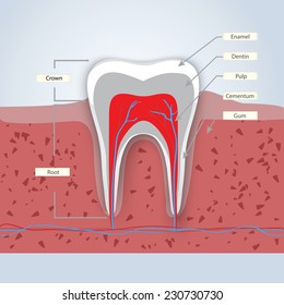 Tooth anatomy infographics in detail with enamel,dentin,pulp, gum and crown shown.Eps10