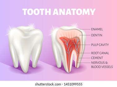 Tooth anatomy infographics. Realistic 3D Vector medical banner. Dental poster. The diagram of a healthy tooth cut.