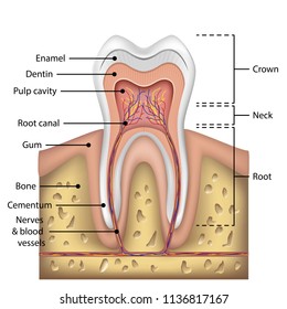 Human Teeth Anatomy Diagram