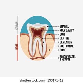 Tooth anatomy with labeling