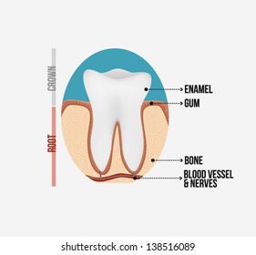 Tooth anatomy with labeling