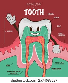 Tooth anatomy, medical infographics, funny tooth in cartoon style. Vector illustration.